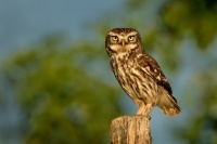 Sycek obecny - Athene noctua - Little Owl 3808
